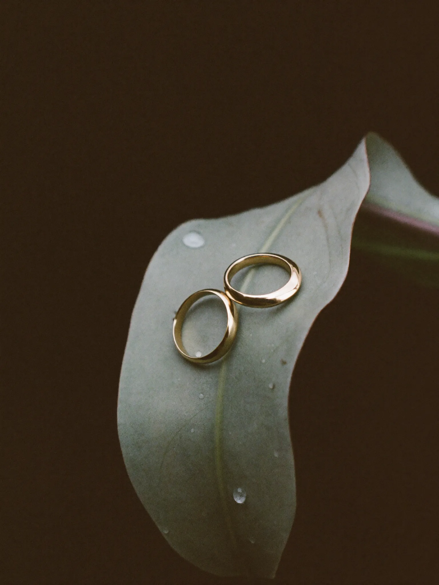 The rings