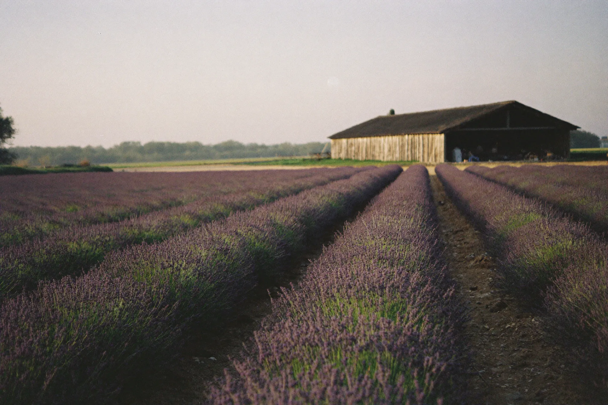 the lavender